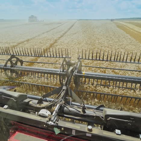 process of harvesting ripe crop on the field. agricultural machine cutting yellow ears of wheat. view from the window of combine harvester.