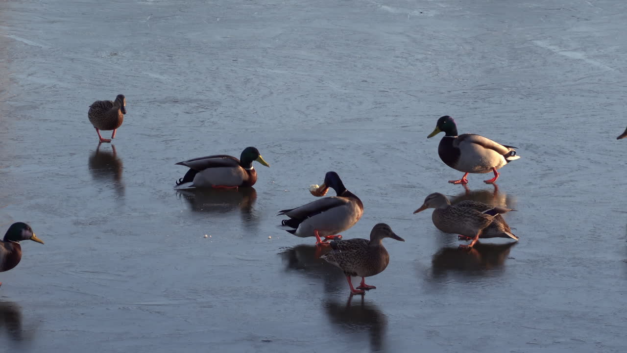 Close up of multiple ducks moving on a frozen lake