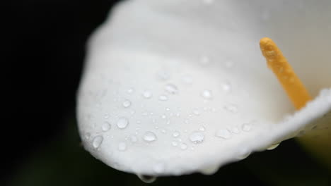 a calla lily is covered with drops of water