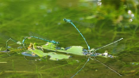 Nahaufnahme-Von-Aquatischen-Libellen,-Die-Auf-Wedeln-Sitzen,-Die-Auf-Der-Wasseroberfläche-Des-Teichs-Schwimmen,-Isoliert-Auf-Verschwommenem-Hintergrund