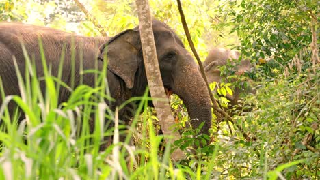 Close-up footage of a single Asian elephant feeding in the dense jungle of Sri Lanka at sunset.