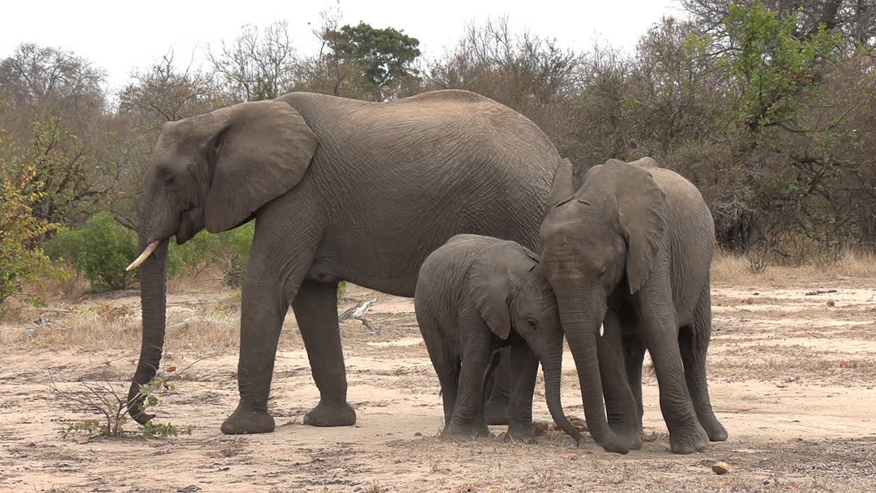 un joven elefante raspando sus pies en la arena en el parque nacional kruger, áfrica