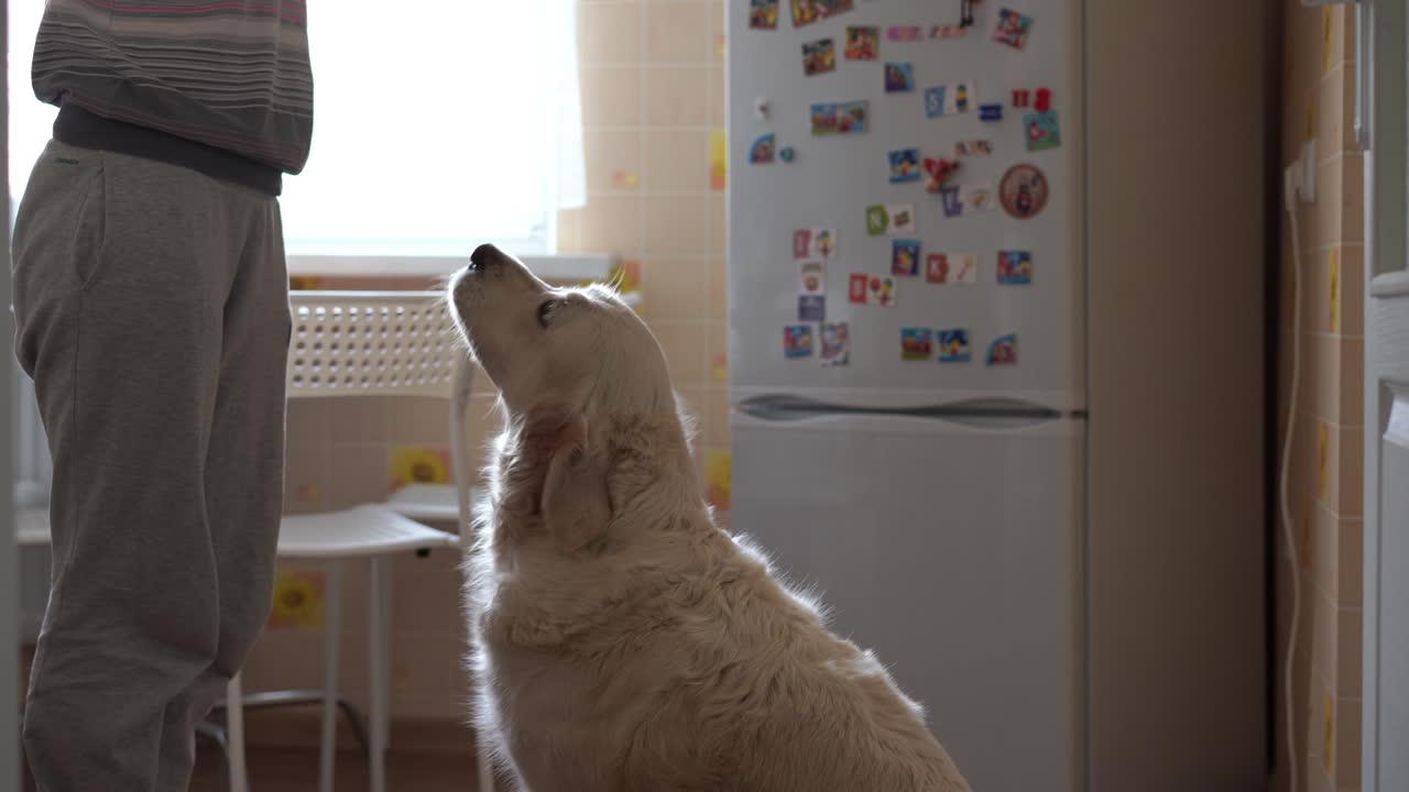 woman feeds fish a dog at home in the kitchen