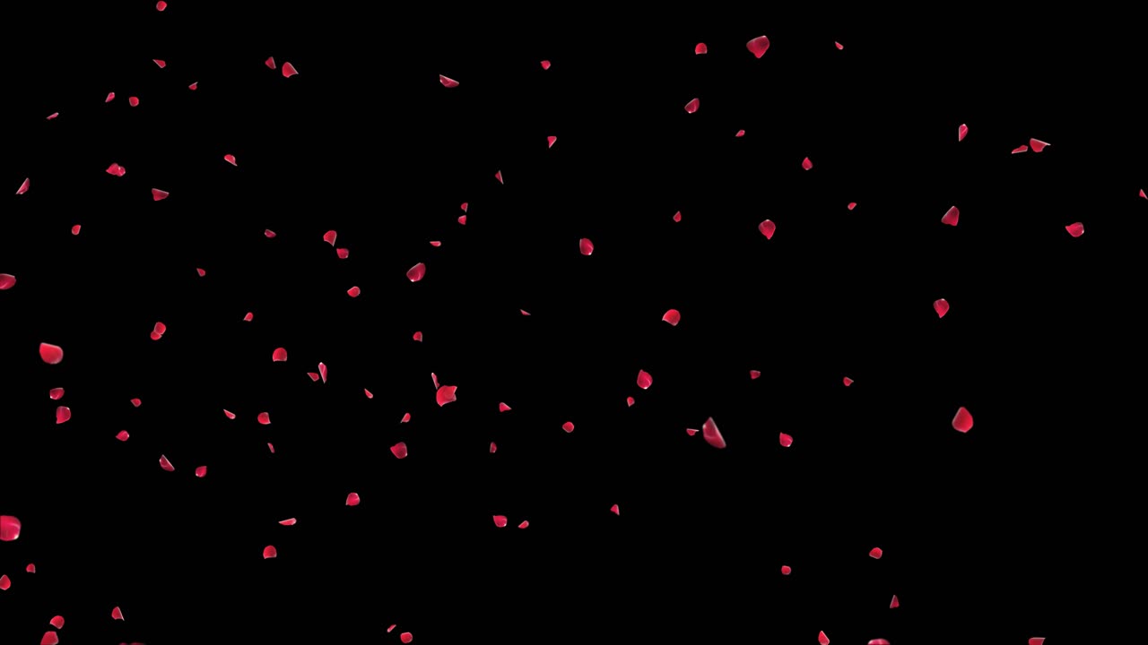 Romantic falling swirling pink rose petals cherry blossom background engagement marriage celebration