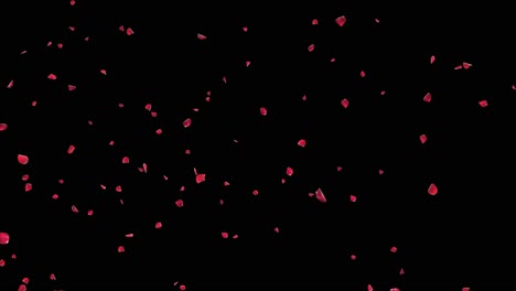 romantic falling swirling pink rose petals cherry blossom background engagement marriage celebration