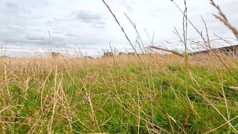 grass swaying in the wind under cloudy skies