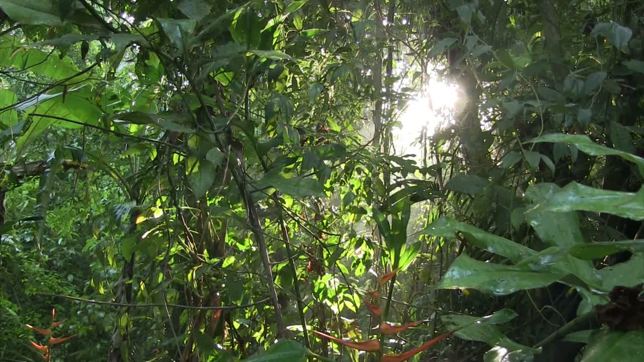 una inclinación lenta hacia abajo en una hermosa selva tropical