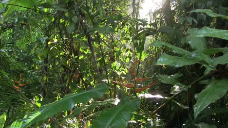 a slow tilt down in a beautiful jungle rainforest