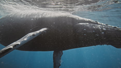 sunlight glistens across water as humpback whale pectoral fin pivots in socket