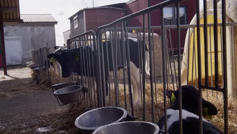 calf in the pen at the farm