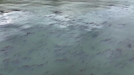 wide aerial view of bull kelp growing in the pacific ocean