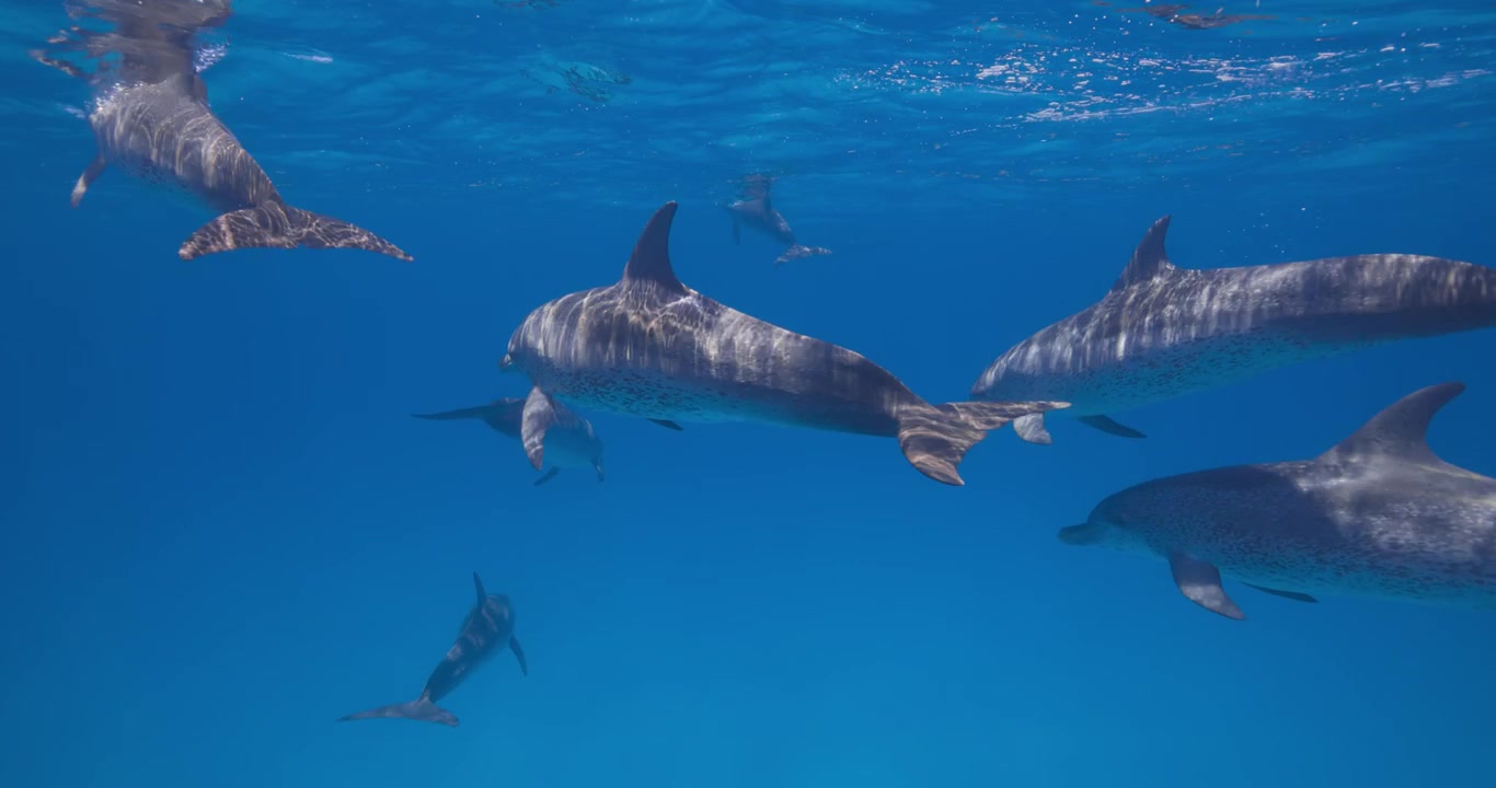 Un branco di delfini maculati dell'Atlantico nuota insieme attraverso l'acqua limpida e blu dell'oceano in una scena di vita sottomarina.