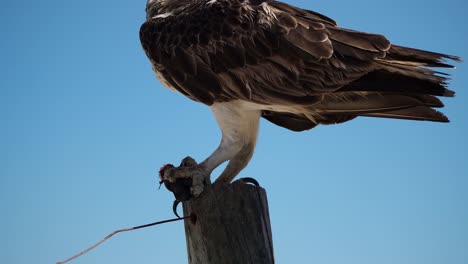 águila pescadora comiendo pescado en un poste de cerca contra el cielo azul brillante