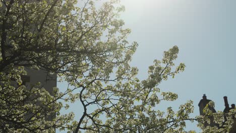 flowers blooming in tree in europe