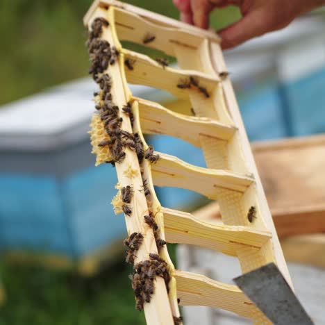 beekeeper is working with bees and beehives on the apiary. beekeeper on apiary