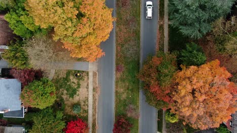 top down view of autumn foliage in suburban residential area with two lane road