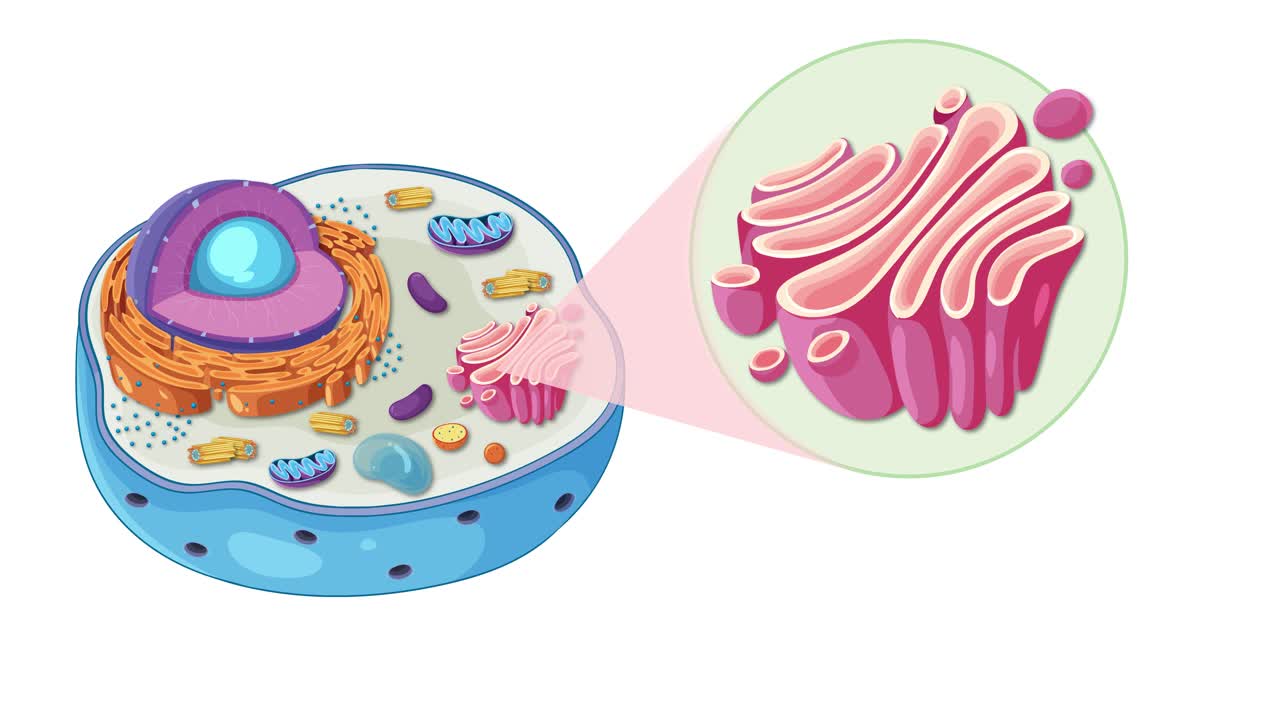 Illustrated animation highlighting the Golgi apparatus within an animal cell, showcasing its structure and function in cellular biology