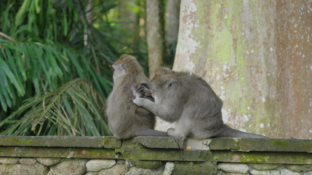 Two monkeys cleaning each other