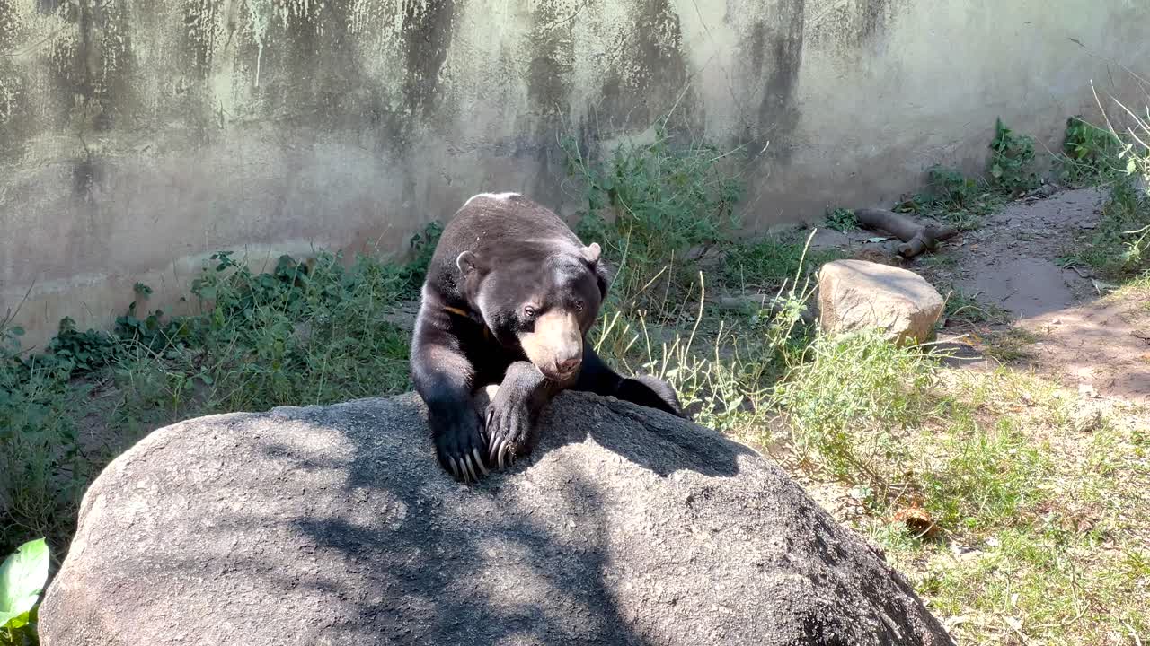 oso de sol relajándose en una roca