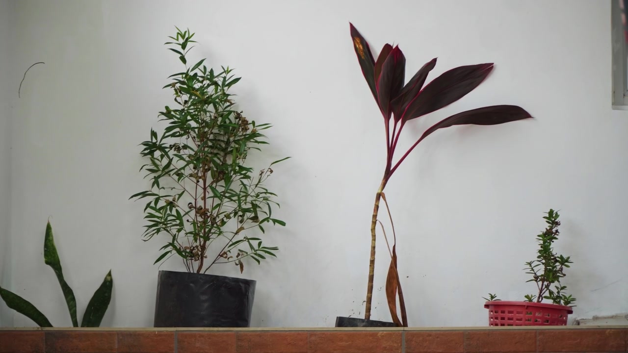 Primo piano di varie piante in vaso disposte su una mensola di legno contro una parete bianca semplice. Diverse specie con fogliame verde e rosso scuro, alcune in contenitori neri o rosa, con dettagli fini come le foglie.