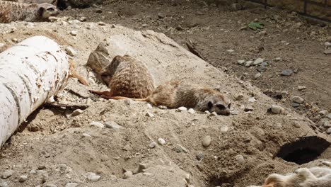 pequeños suricatos mamíferos sentados a lo largo de un tronco en un parque de vida silvestre