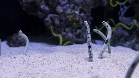 spotted garden eels catching and eating planktons while buried on the sand