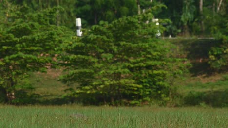 Seen-deep-into-the-grass-then-raises-its-head-up-to-look-around,-Sarus-Crane,-Antigone-antigone,-Buriram,-Thailand