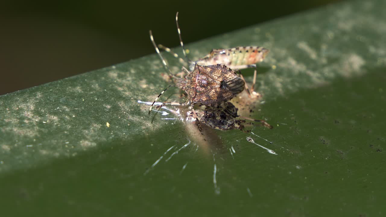Close up shot of two Brown Long-headed Shield Bug (austromalaya reticulata) feeding on bird droppings on the metal railing.