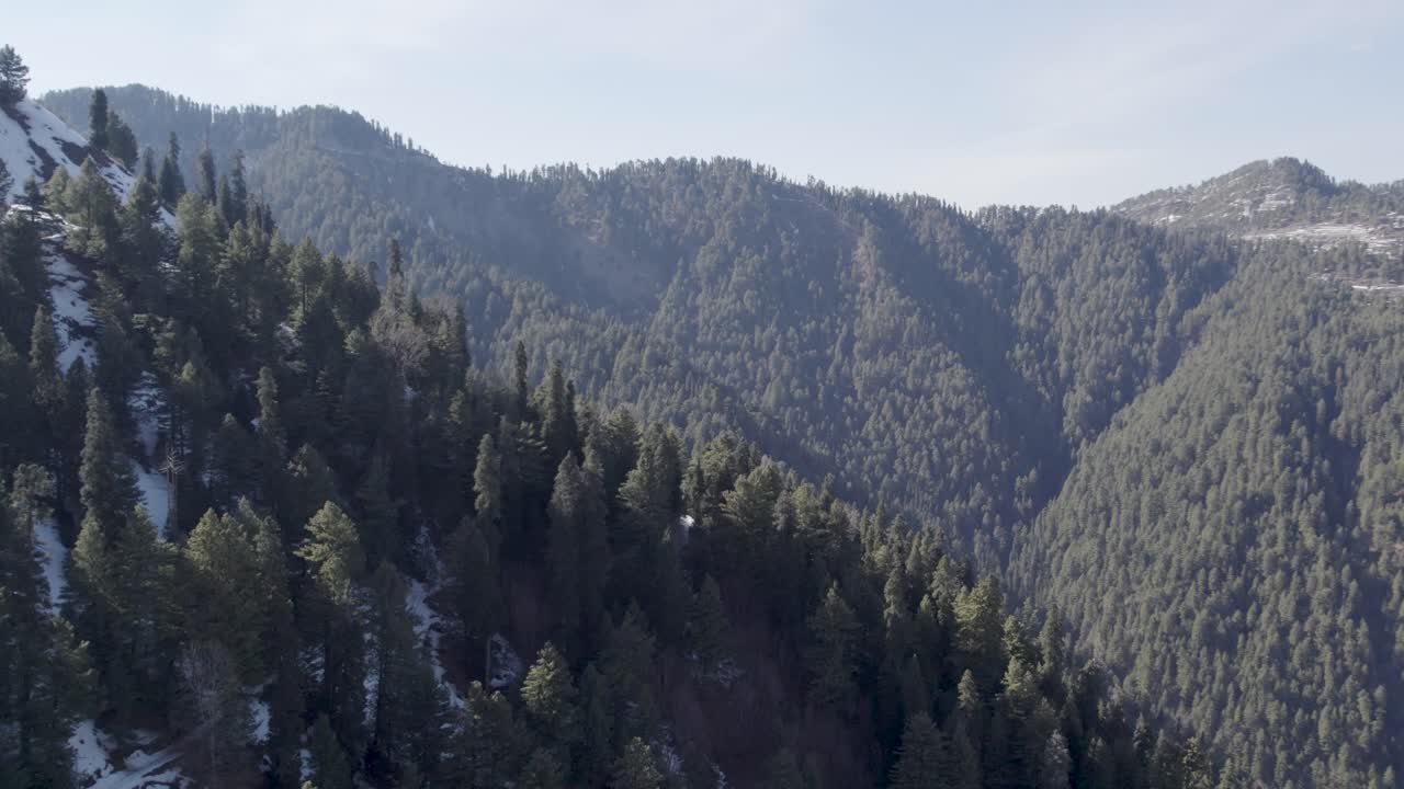 vista aérea de un denso bosque de pinos en un parque nacional, con montañas cubiertas de nieve en el fondo