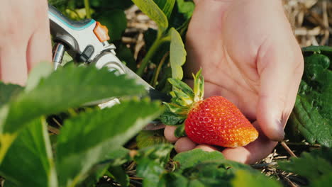 farmer carefully cuts strawberry berries from bush harvest