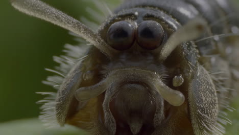 close-up of a millipede