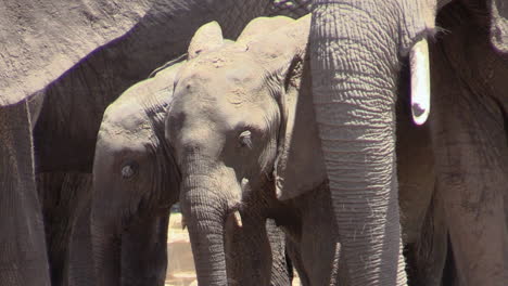 two-juvenile-African-elephants-surrounded-by-their-mothers-and-ants-in-a-river-bed-in-East-Africa