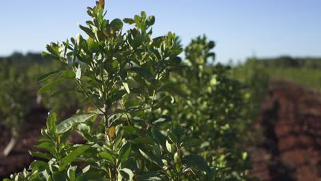 move in shot on green leaves of yerba mate plants, south america