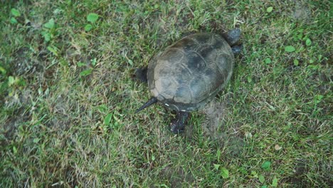 turtle with a tail is crawling on the grass on the lawn in the summer in the yard. close-up