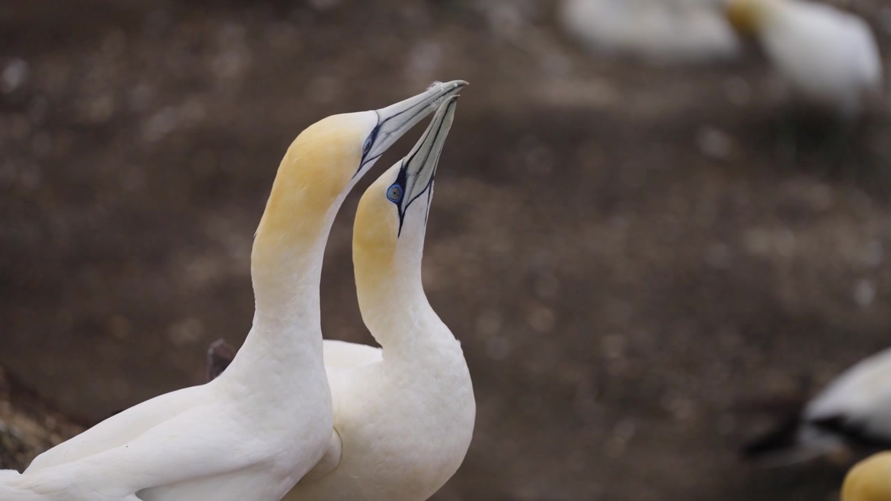Australasiatisk havsule (Morus serrator) letter og forlater maken sin for å dra på fisketur