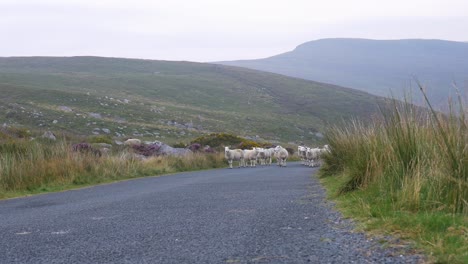 stubborn sheep block road to wicklow mountains ireland