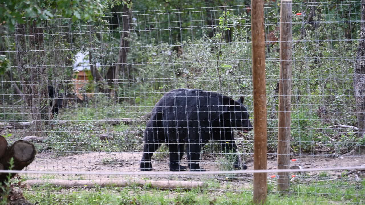 oso negro detrás de una cerca de metal está caminando, parque zoológico, mamífero