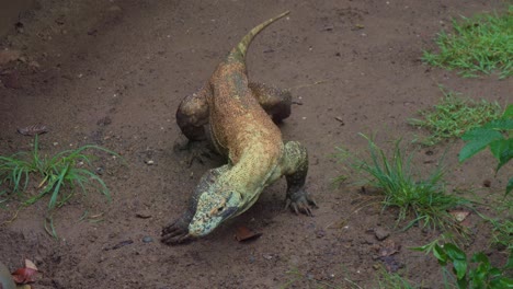 a young komodo dragon wades through the mud, extending its forked tongue