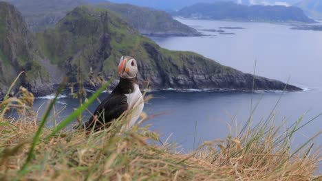 atlantic puffin (fratercula arctica), on the rock on the island of runde (norway).