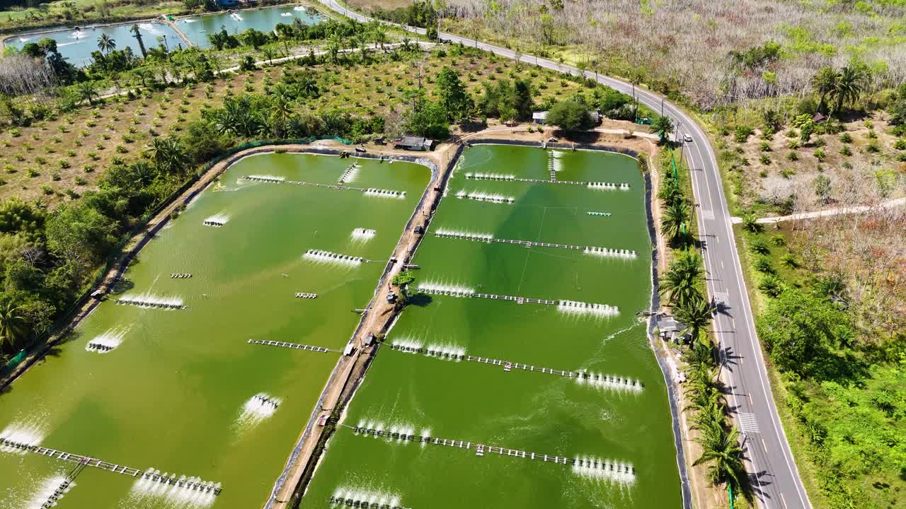 Drone footage captures a vibrant shrimp farm in Phuket, Thailand, showcasing aerated ponds and lush surroundings under bright daylight