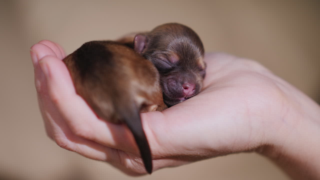 Hombre sosteniendo cachorro recién nacido 01