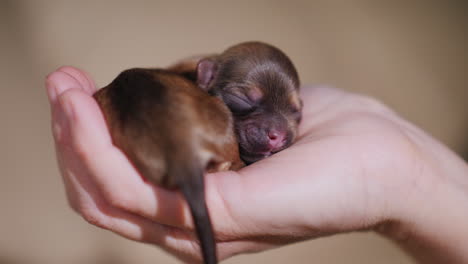 man holding newborn puppy 01