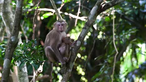 el macaco de cola de cerdo del norte es un primate que se encuentra comúnmente en el parque nacional de khao yai, aunque es una especie vulnerable