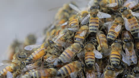 Macro-De-Un-Gran-Enjambre-De-Abejas-Melíferas