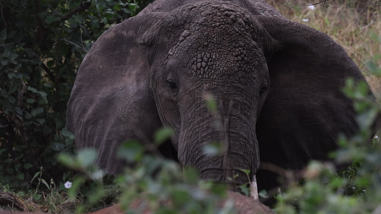 elefante comiendo hojas y batiendo las orejas en un safari en tanzania, áfrica