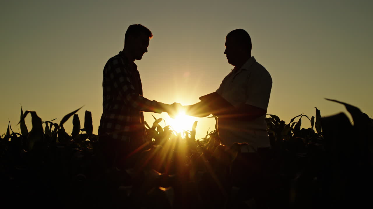 농부 들 이 옥수수  에서 해 가 지는 때 손 을 흔들고 있다