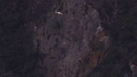 Ein-Einzelner-Schneller-Vogel-Fliegt-Morgens-Auf-Den-Felsigen-Berg-Zu