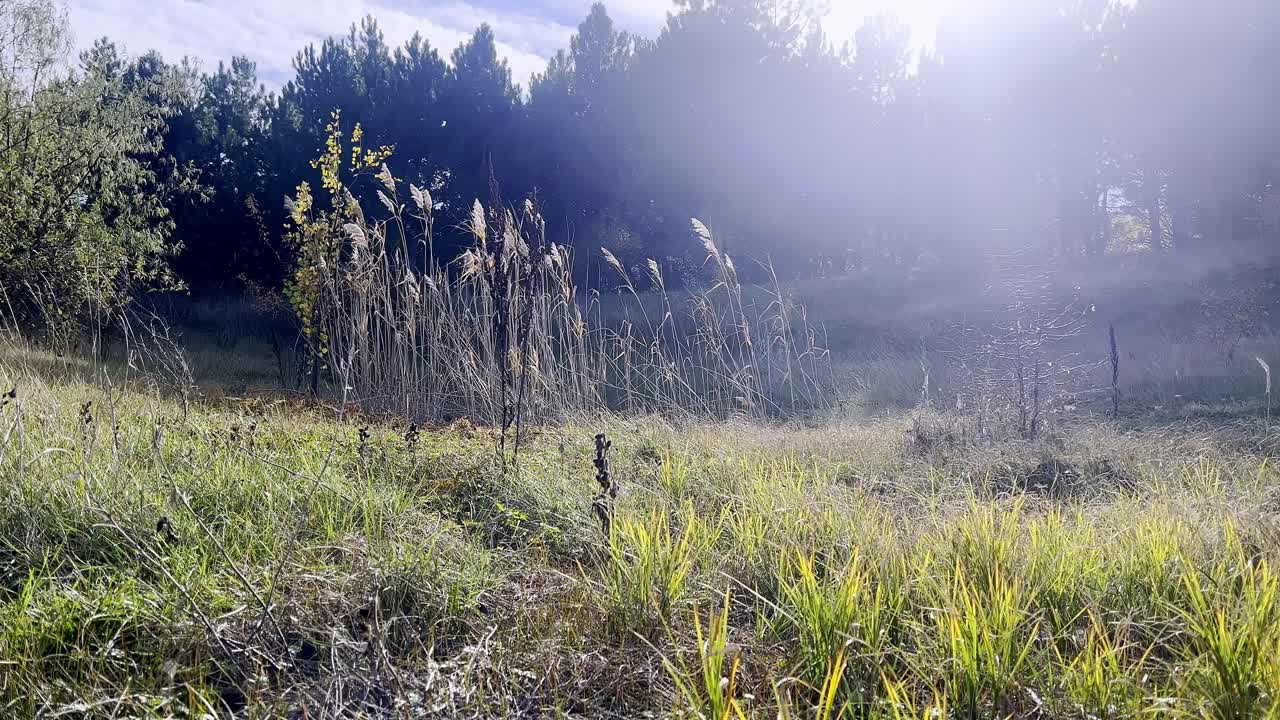 평화로운 초원은 빛에 부드럽게 흔들리는 높은 풀을 보여줍니다. 배경에는 나무가 있고, 은 파란 하늘은 평온한 분위기를 만니다.