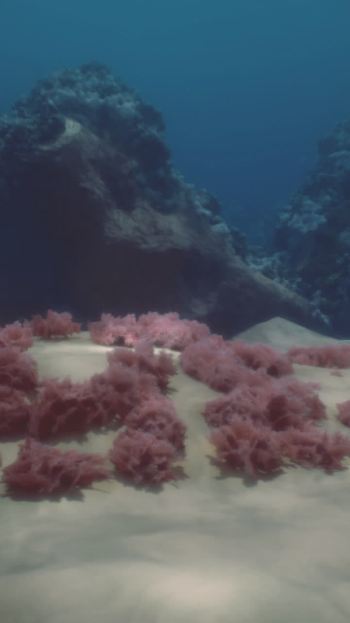 L'esplorazione subacquea rivela coralli colorati e una vivace vita marina