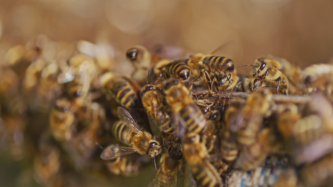 Close-up van drukke bijen die honing maken